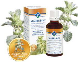 Hier sieht man das Arzneimittel MARRUBIN® Andorn–Bronchialtropfen mit der enthaltenen Arzneipflanze Weißer Andorn (Marrubium vulgare L.).